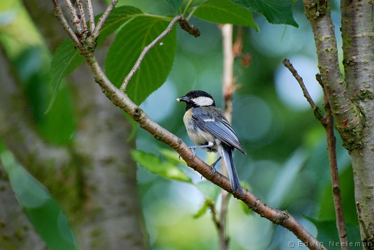 ENE-20080705-0006.jpg - [nl] Koolmees ( Parus major ) | Ommeren, Nederland[en] Great Tit ( Parus major ) | Ommeren, The Netherlands